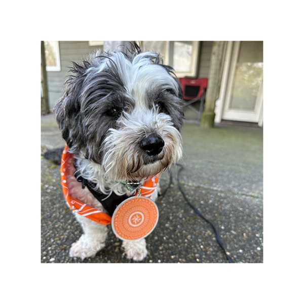 Hond met Puzzeloplosser XL Travel Tag